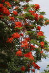 火紅鳳凰花綻放枝頭