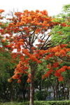 火紅鳳凰樹綻放絢爛色彩