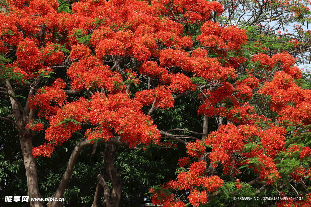 盛開(kāi)的火紅杜鵑花