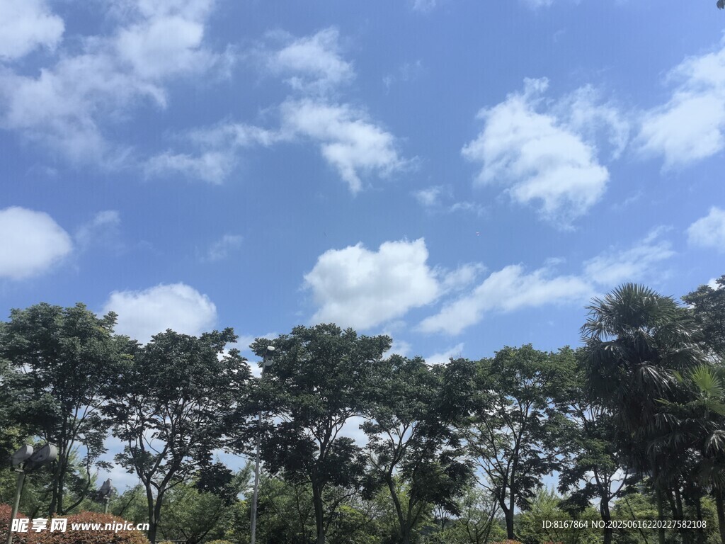 藍天白云下的蔥郁樹林