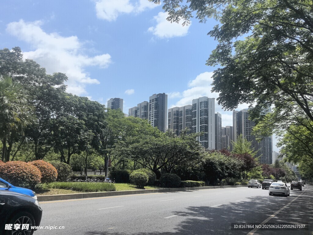 城市街道旁的綠樹與高樓
