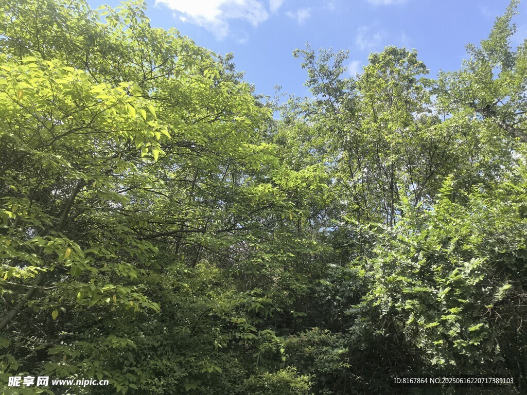 茂密樹林