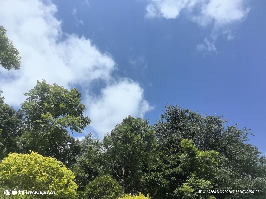 藍天綠樹間的清新景致