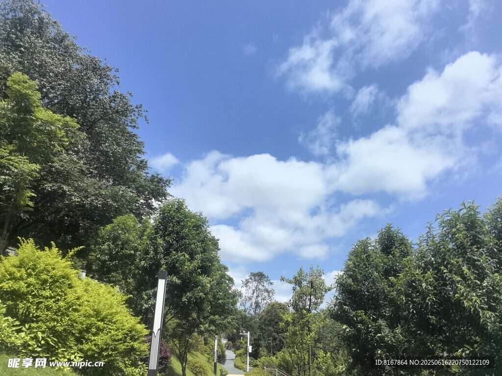 藍天白云下的蔥郁樹林