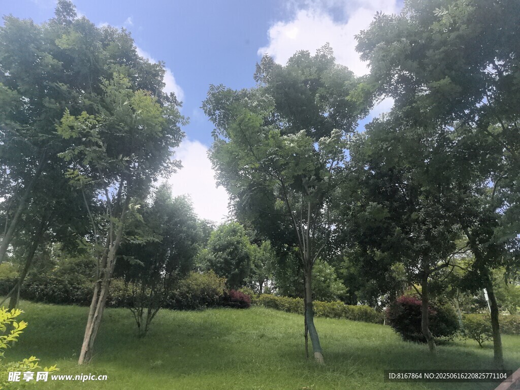 綠意盎然的公園樹林景觀