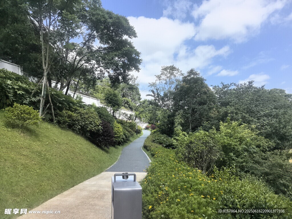 林間小徑旁的清新自然景致