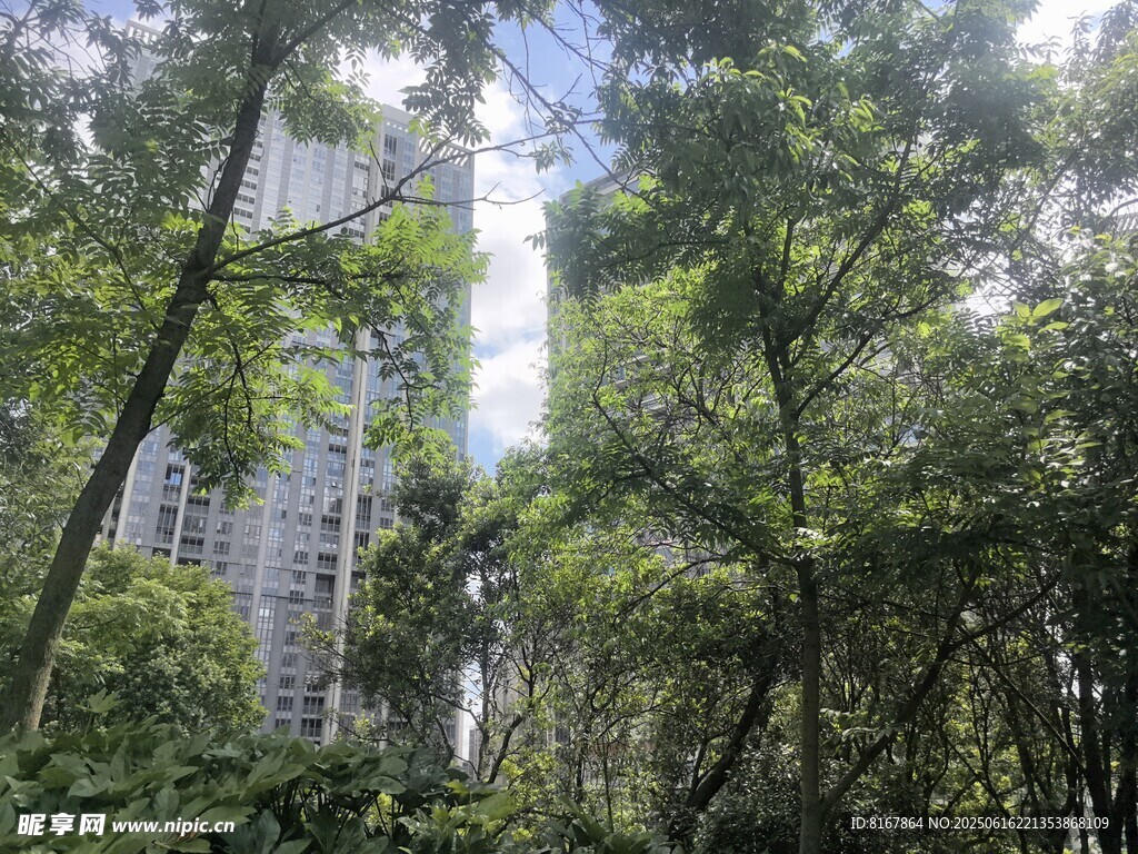 城市中繁茂的綠樹景觀