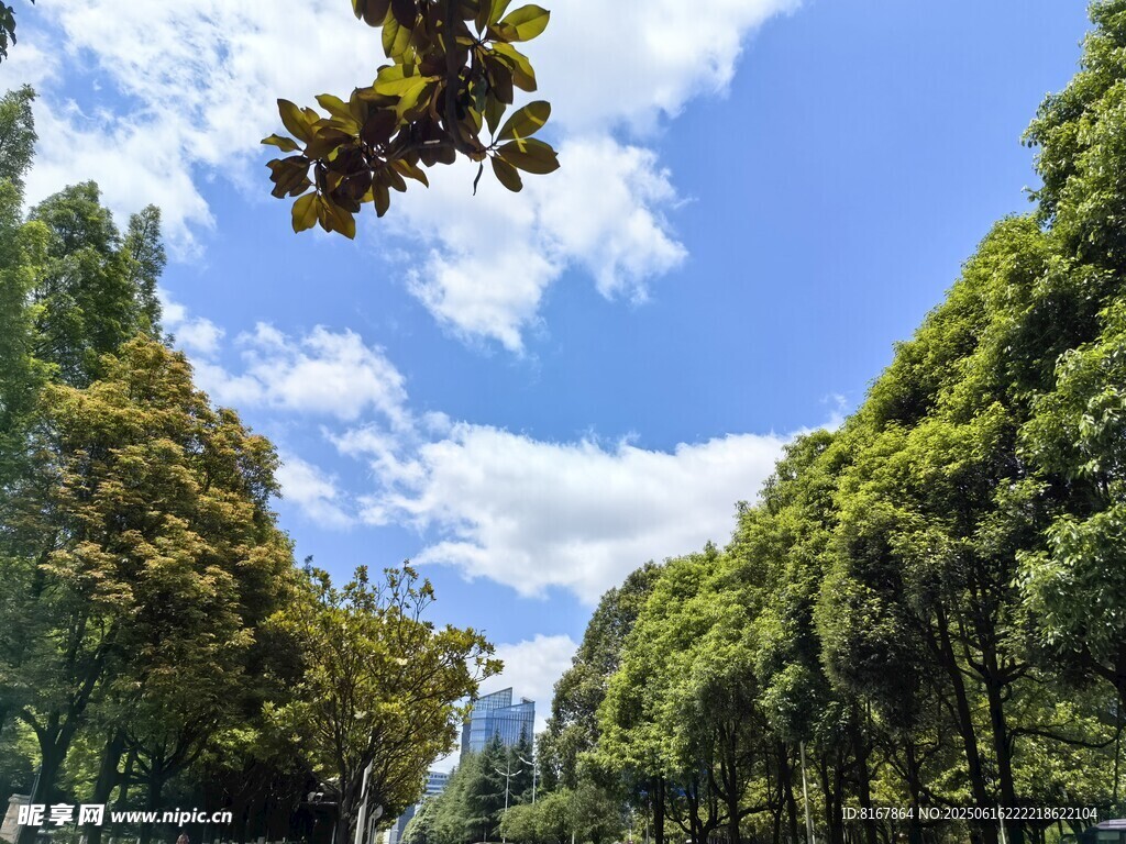 林間藍天美景