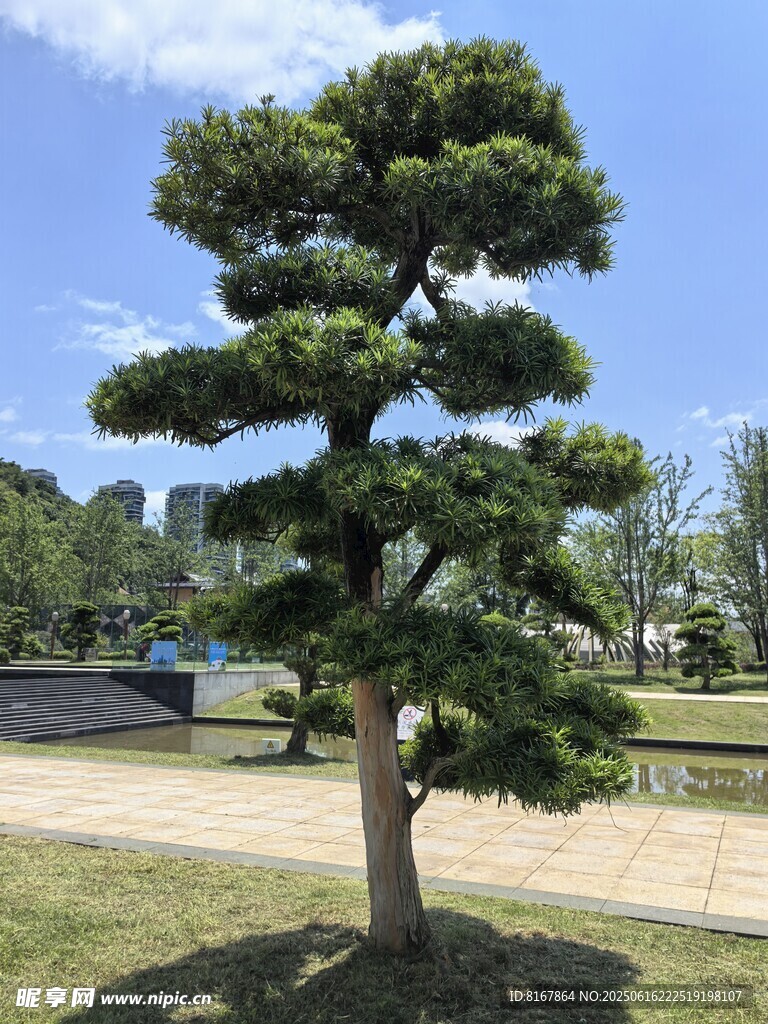 優雅造型松樹景觀