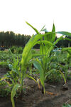 農田中的茁壯玉米植株