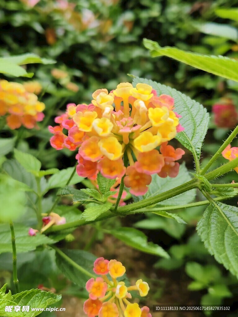 多彩馬纓丹綻放綠葉間