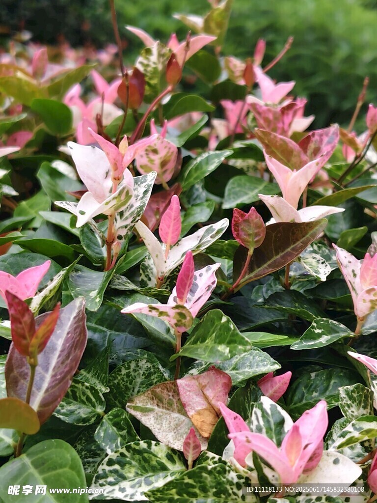多彩花葉植物特寫