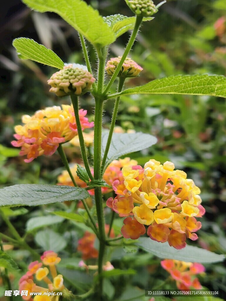 多彩馬纓丹綻放
