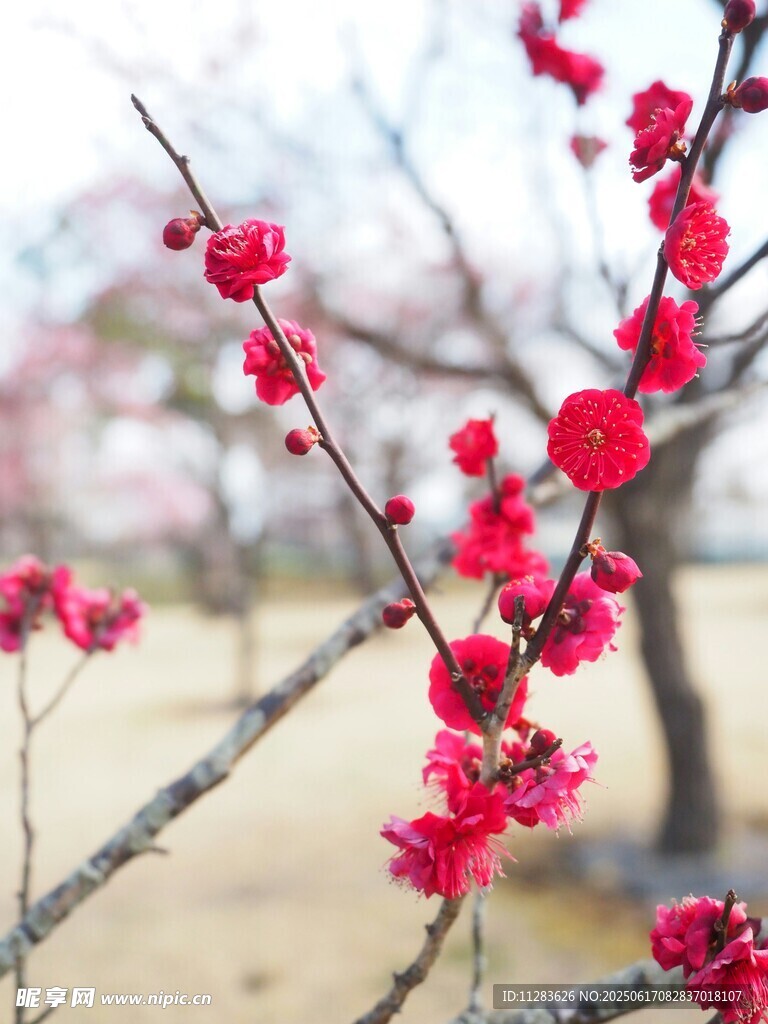 枝頭綻放的艷麗紅梅花