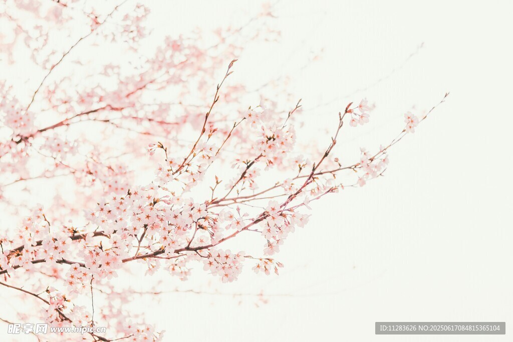 粉色櫻花枝