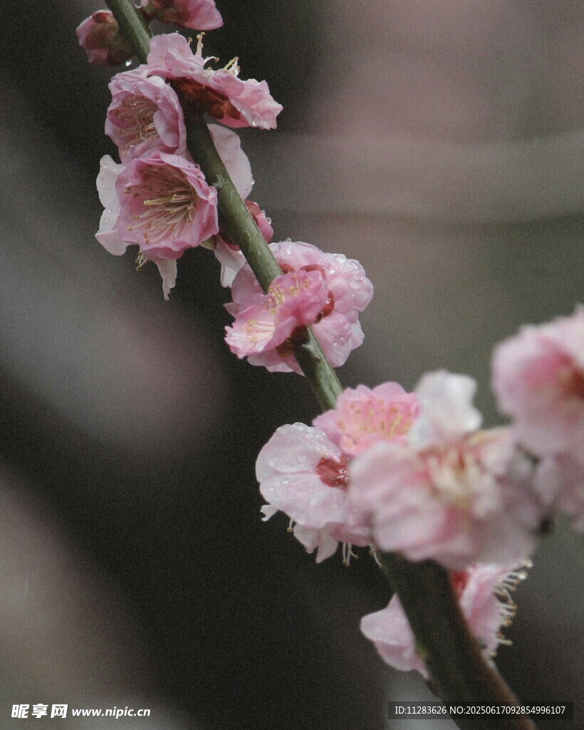 粉嫩綻放的嬌艷梅花