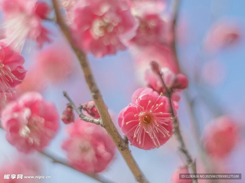 枝頭綻放的粉嫩梅花