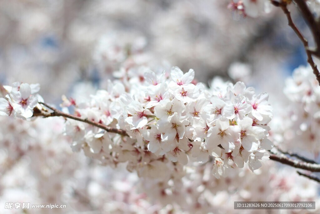 爛漫櫻花枝頭綻放