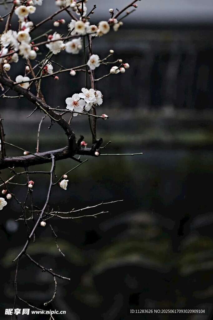 枝頭綻放的素雅梅花