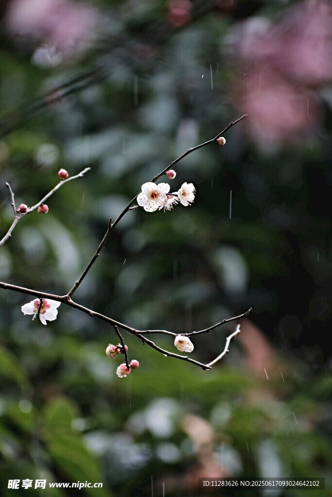 雨中綻放的白色小梅花