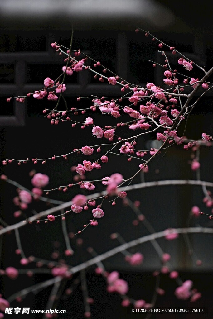 枝頭綻放的嬌艷粉色梅花