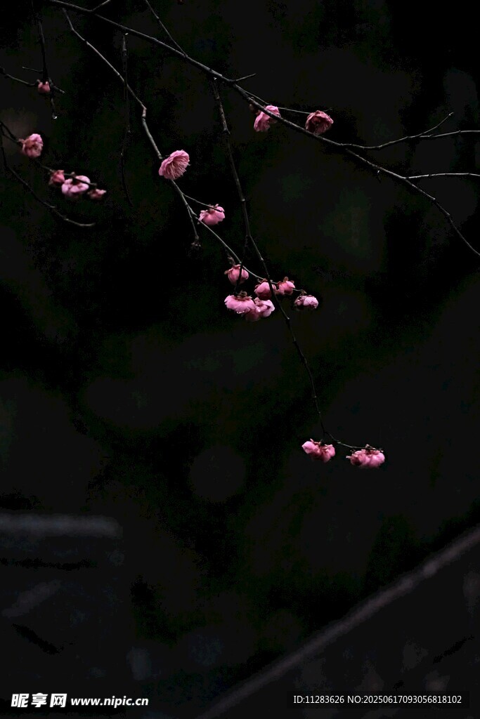 暗夜中的粉嫩櫻花枝
