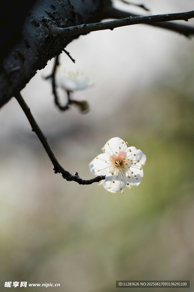 枝頭綻放的帶露白色梅花