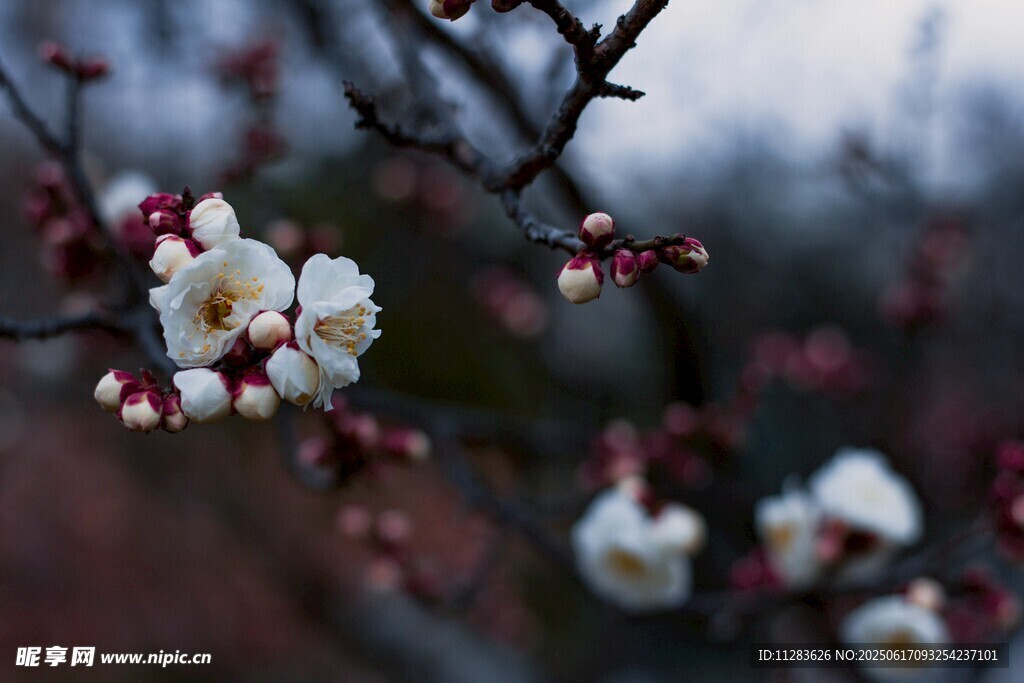 枝頭綻放的素雅白梅花