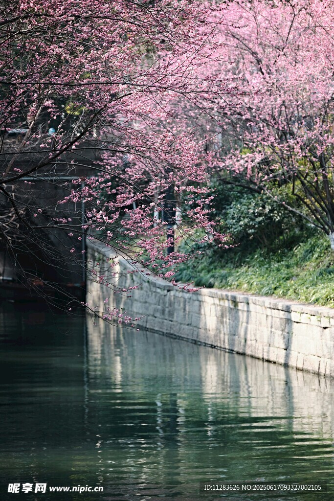 河畔爛漫櫻花映綠水