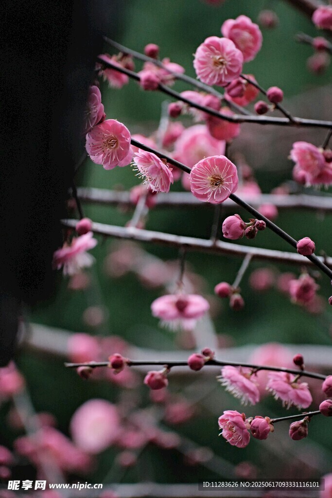 枝頭綻放的粉嫩梅花