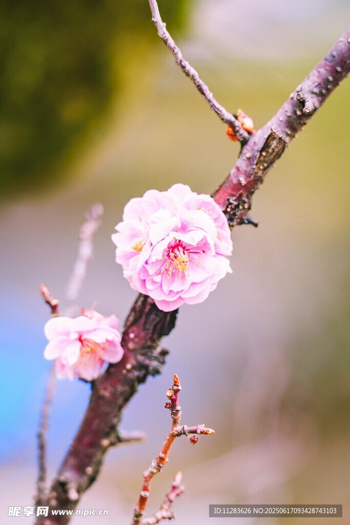 枝頭綻放的梅花