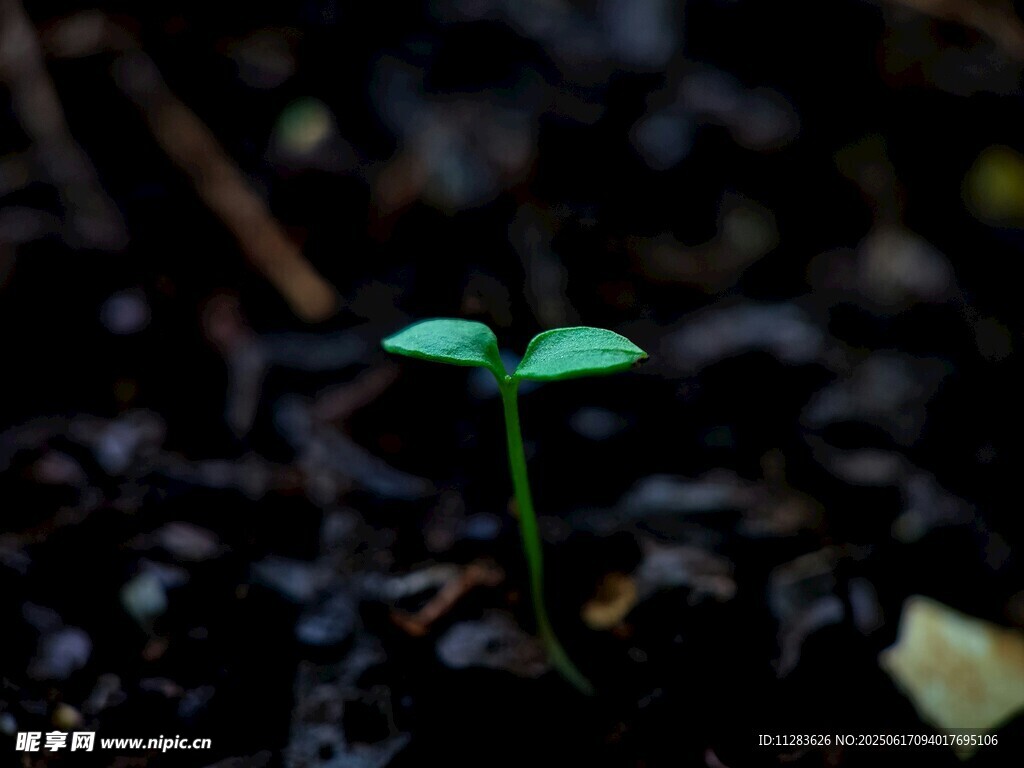 破土而出的嫩綠幼苗