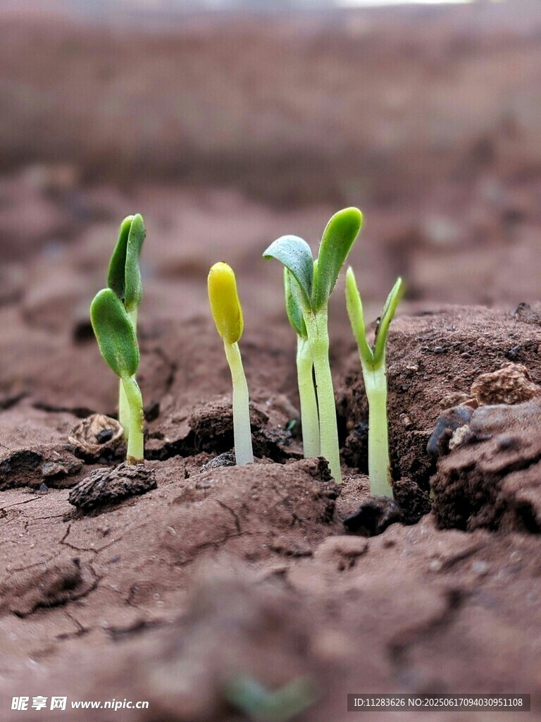 破土而出的嫩綠幼苗