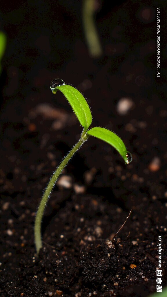 破土而出的嫩綠幼苗