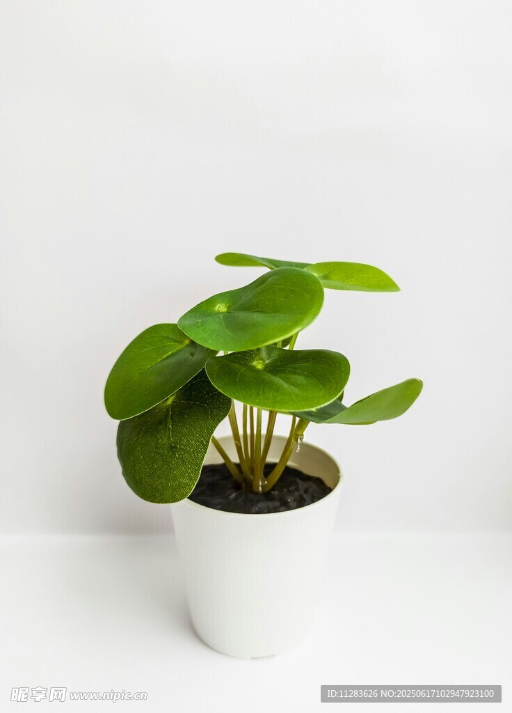 白色花盆中的翠綠盆栽