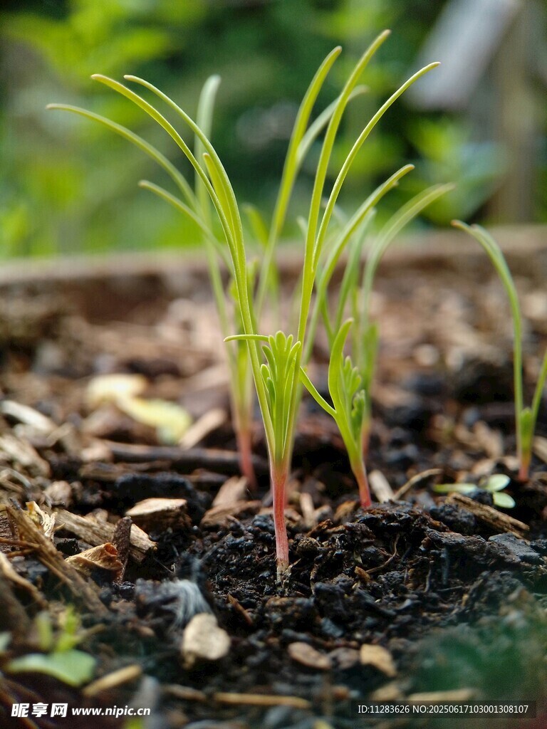 嫩綠幼苗破土而出