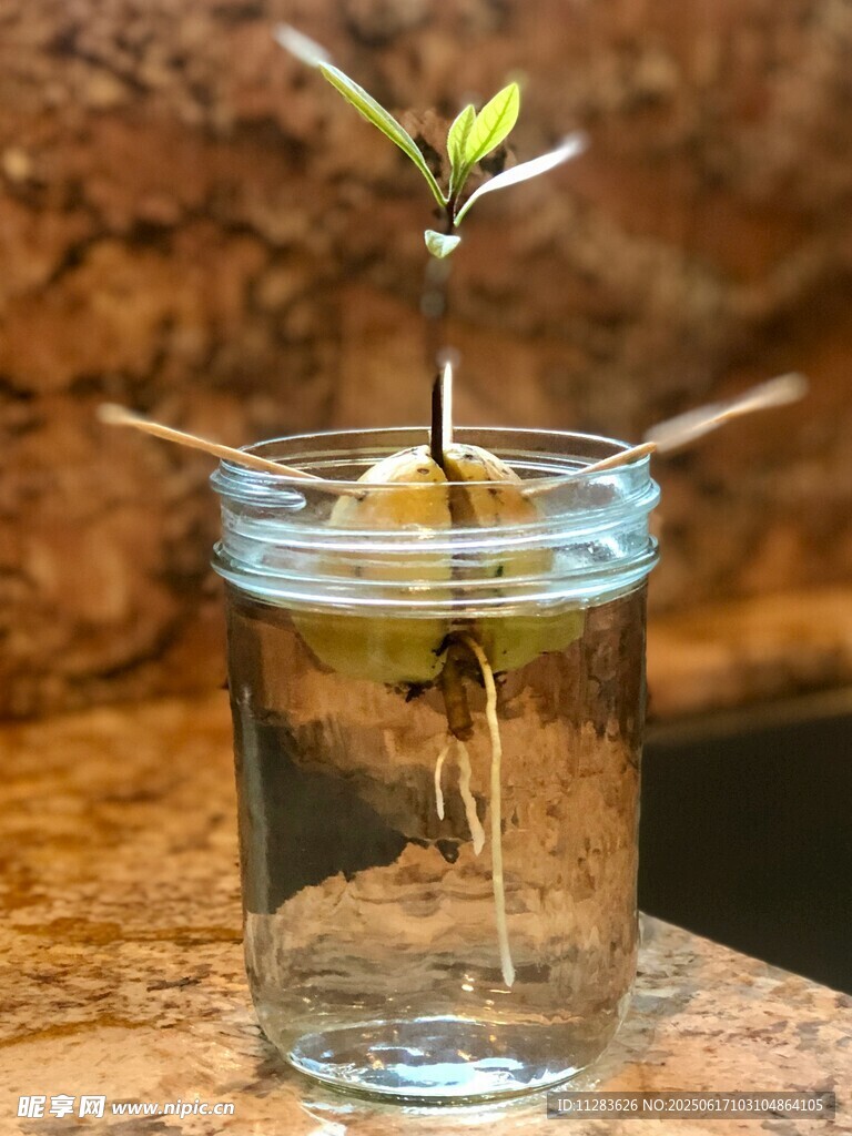 玻璃瓶中萌芽的綠植