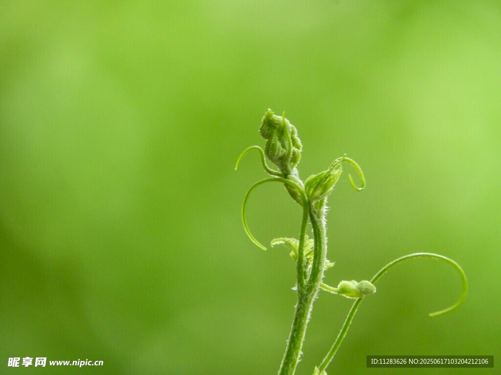 嫩綠植物特寫