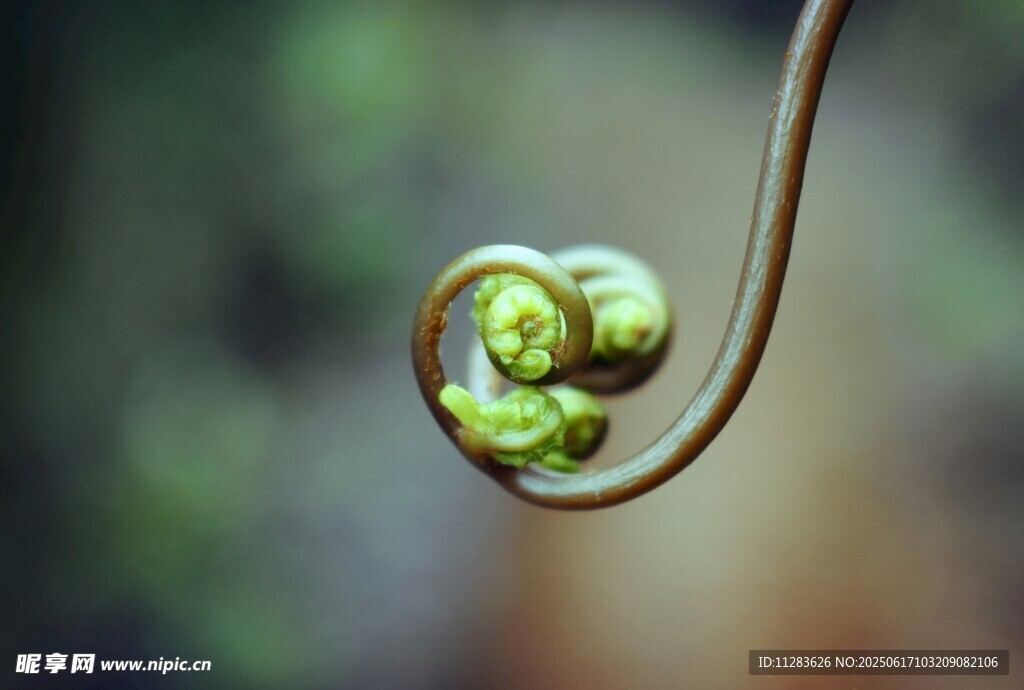 卷曲的嫩綠植物新芽
