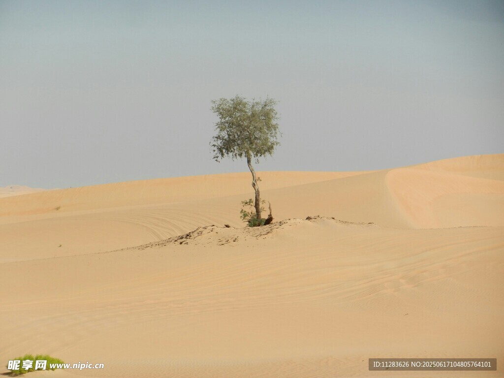 沙漠中的孤獨綠樹