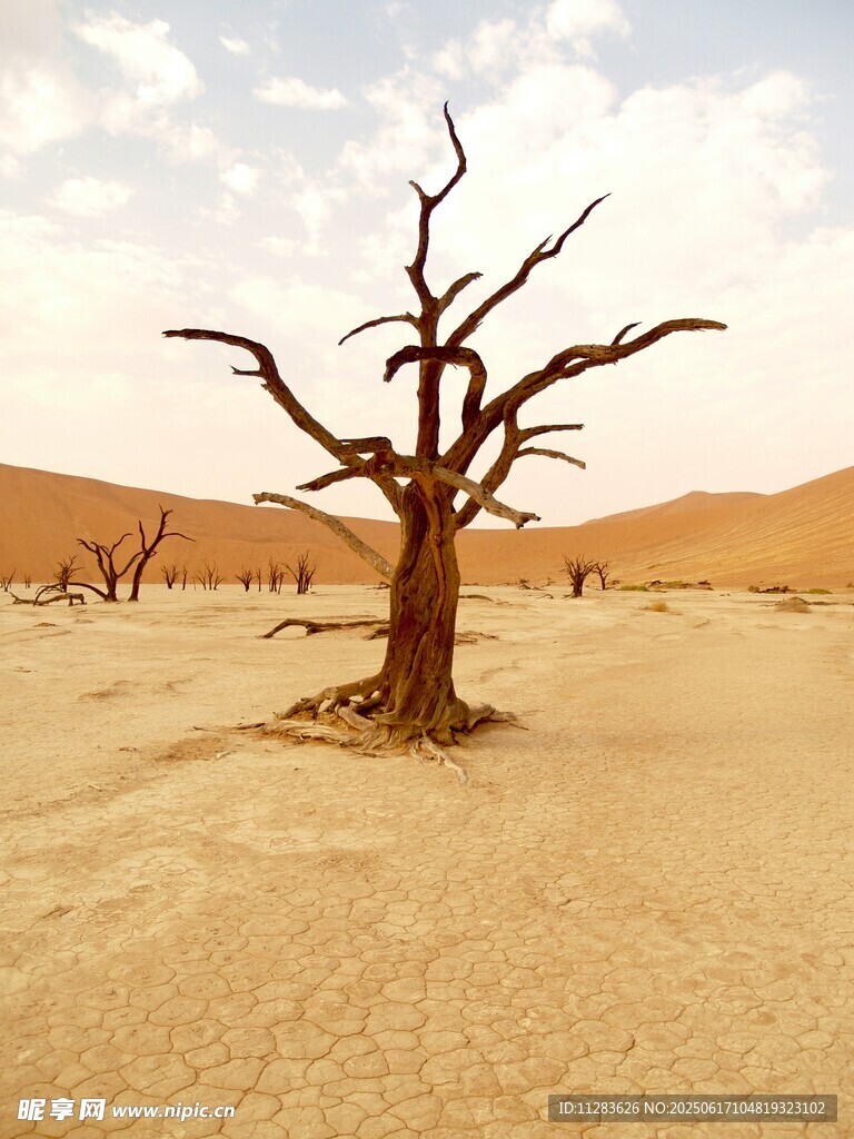 沙漠中的枯樹景觀