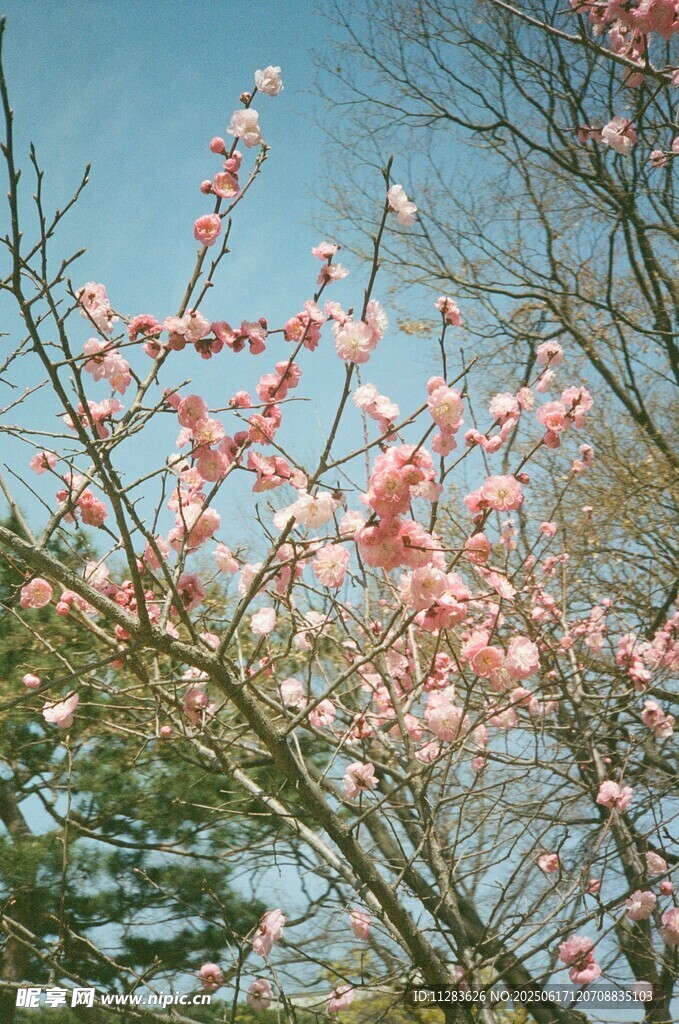 春日綻放的粉嫩桃花枝