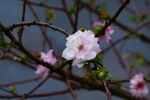 枝頭綻放的粉嫩梅花