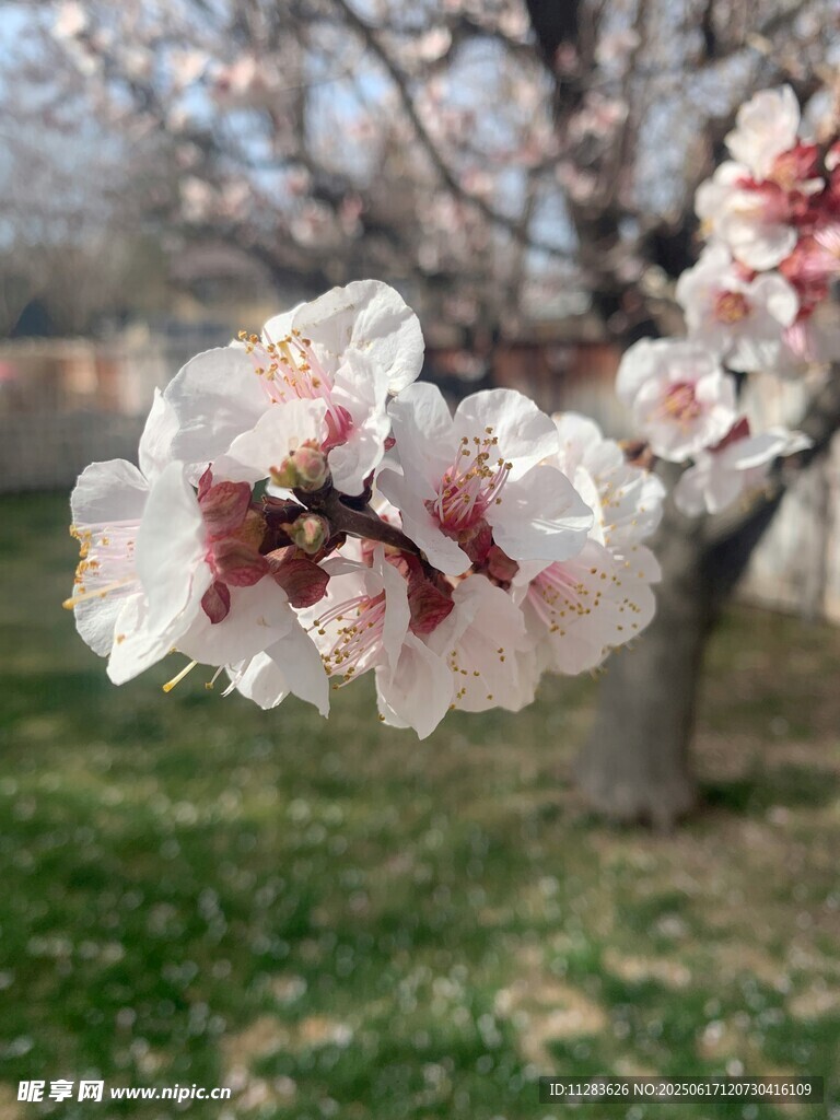 春日綻放的嬌艷杏花