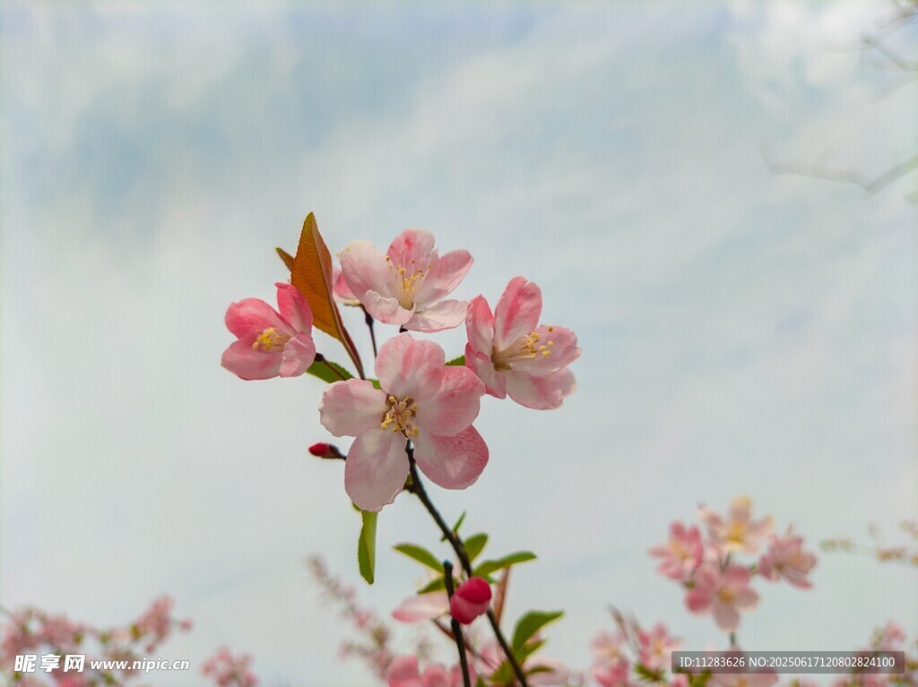枝頭綻放的粉嫩櫻花