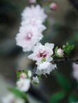枝頭綻放的粉嫩海棠花