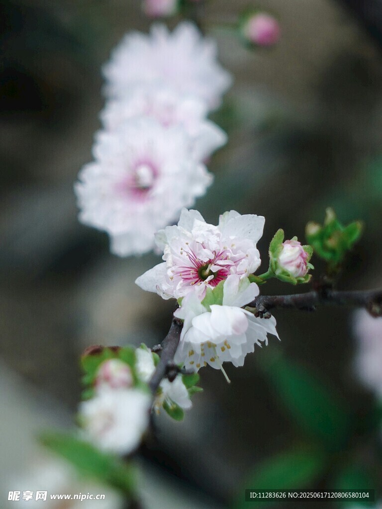 枝頭綻放的粉嫩海棠花