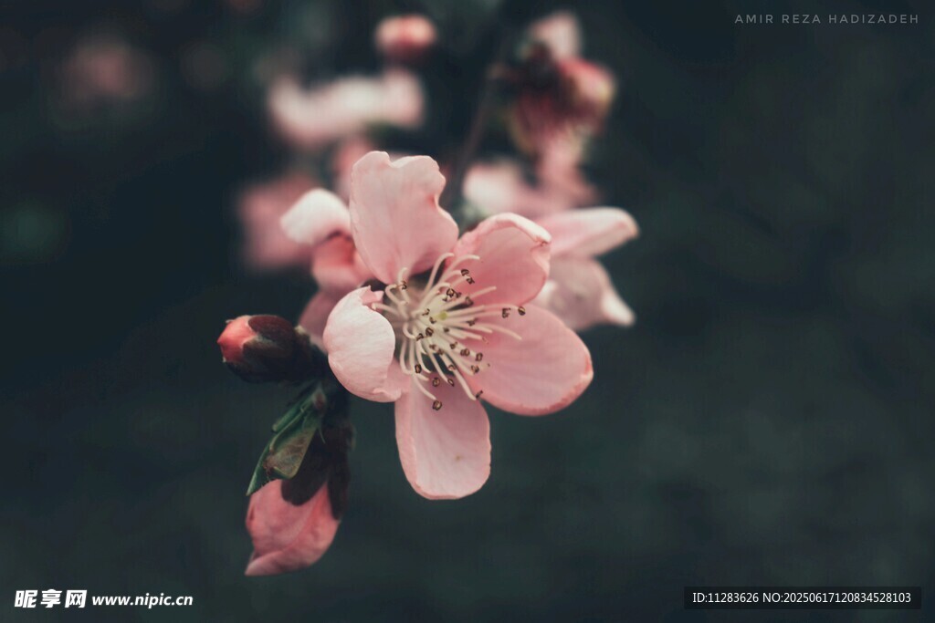 嬌艷桃花綻放枝頭