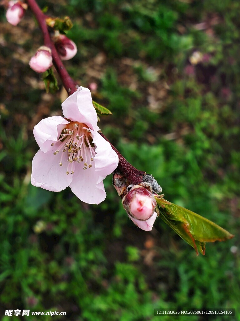 枝頭綻放的嬌艷桃花