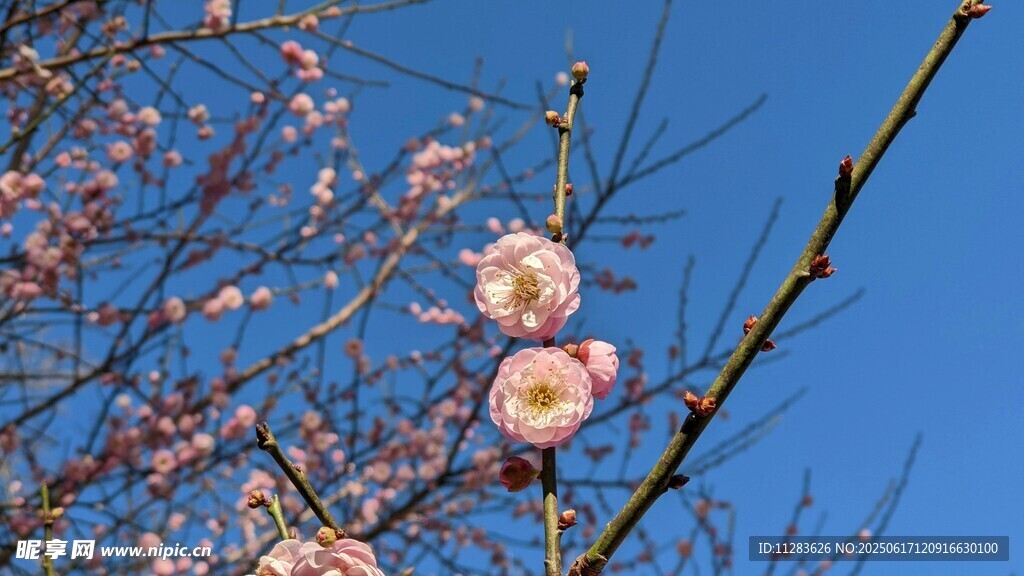 藍天映襯下的嬌艷桃花